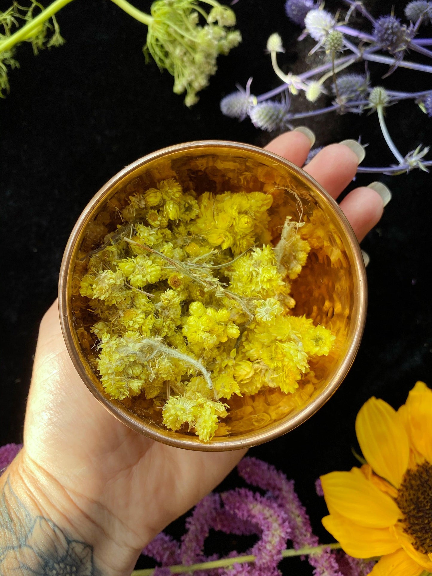 Helichrysum Flowers (Helichrysum arenarium) - Witching Flowers